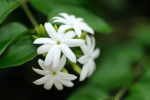 Jasmine Flower Kerala Wholesale today Rate