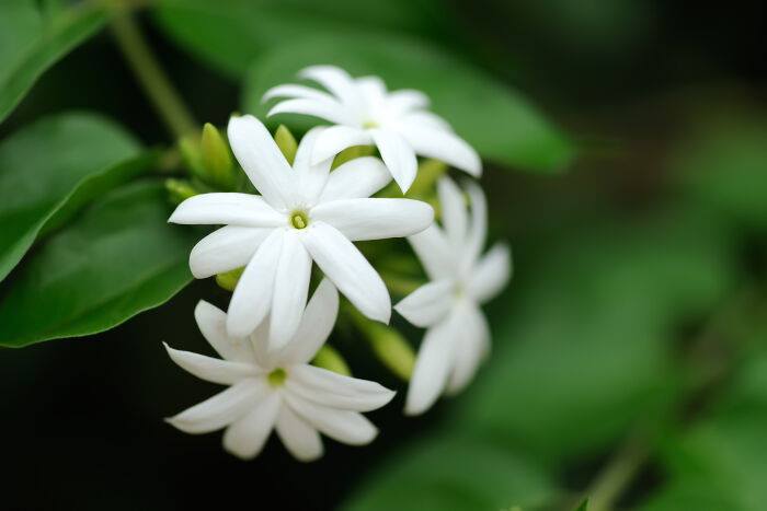 Best way to buy Jasmine Flower today at Cheap Rate - wedding Planners and  Stage Decorators in Kochi Ernakulam for famous destination Kerala marriages