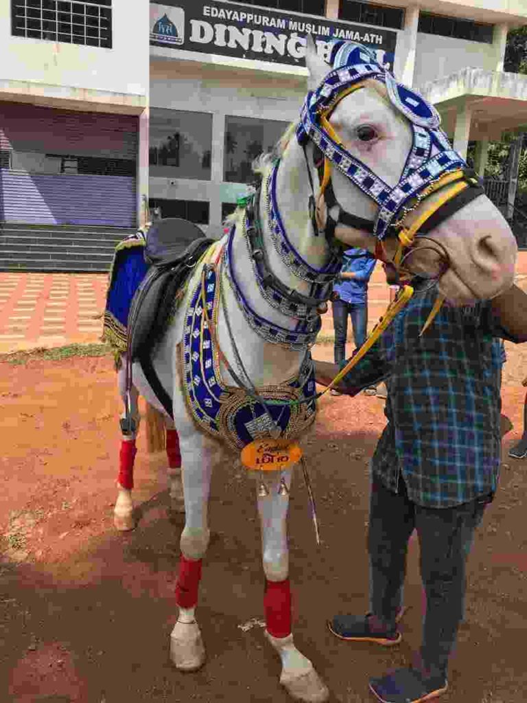 horse for rent in Kerala 8943906399